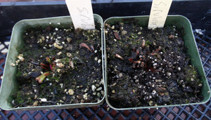 Sarracenia rubra ssp. rubra *Dormant Plants*
