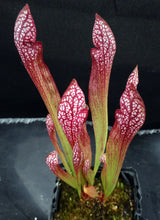 Load image into Gallery viewer, Sarracenia x &#39;Scarlet Belle&#39; *Dormant Plants*
