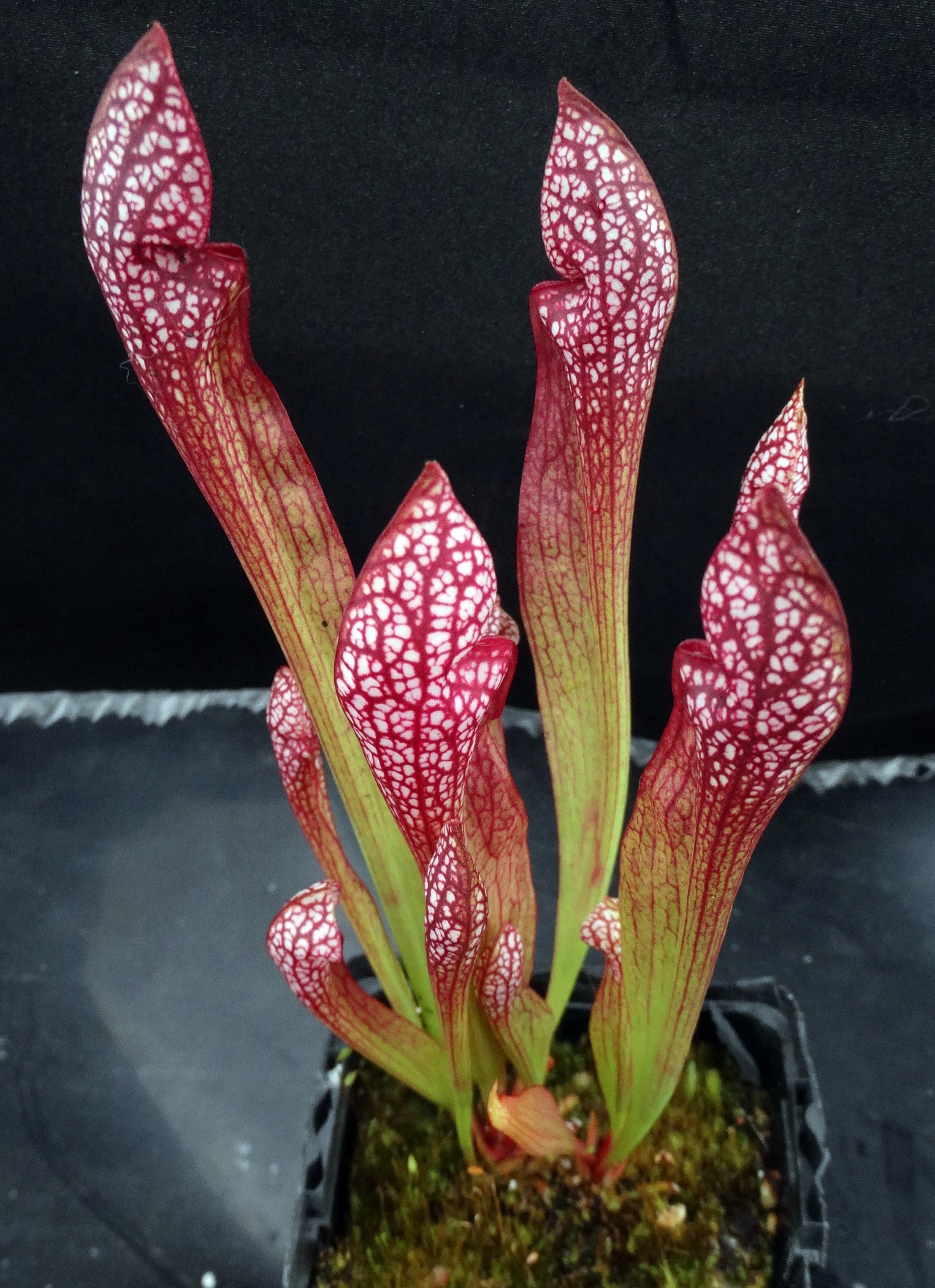 Sarracenia x 'Scarlet Belle' *Dormant Plants* – Kyle's Plants
