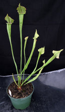 Load image into Gallery viewer, Sarracenia &#39;Tapestry&#39; *Dormant Plants*
