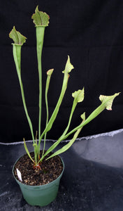 Sarracenia 'Tapestry' *Bigger Plant*