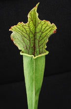 Load image into Gallery viewer, Sarracenia &#39;Tapestry&#39; *Dormant Plants*
