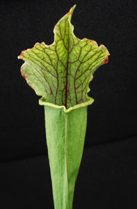 Sarracenia 'Tapestry' *Bigger Plant*