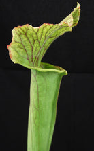 Load image into Gallery viewer, Sarracenia &#39;Tapestry&#39; *Bigger Plant*
