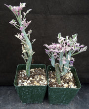 Load image into Gallery viewer, Senecio aristata &#39;variegata&#39;
