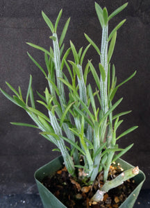 Senecio descoingsii