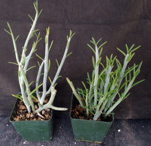 Load image into Gallery viewer, Senecio descoingsii
