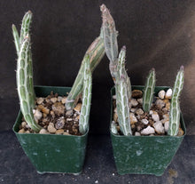 Load image into Gallery viewer, Senecio stapiliiformis cv. &#39;Kilimanjaro&#39;
