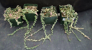 Senecio rowleyanus 'variegata' Variegated