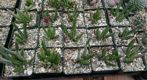 Stapelia paniculata v. scitula