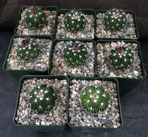 Stenocactus multicostatus