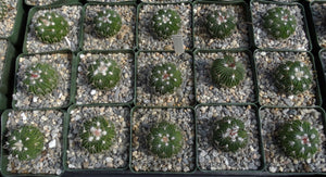 Stenocactus multicostatus