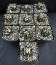 Load image into Gallery viewer, Stenocactus phyllacanthus v. violaciflorus *Wavy Ribs*
