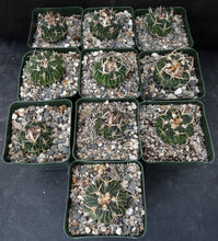 Load image into Gallery viewer, Stenocactus phyllacanthus v. violaciflorus *Wavy Ribs*
