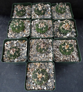 Stenocactus phyllacanthus v. violaciflorus *Wavy Ribs*