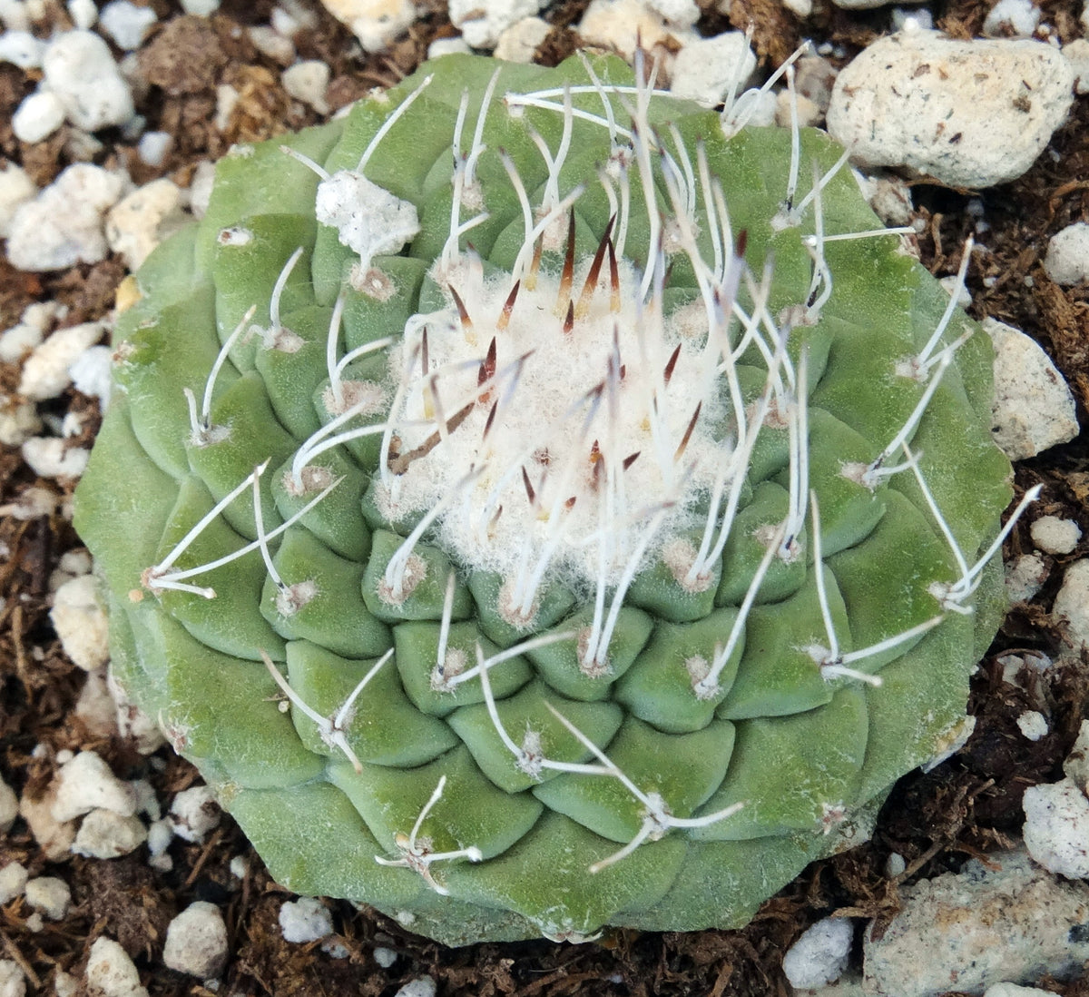 Strombocactus disciformis – Kyle's Plants