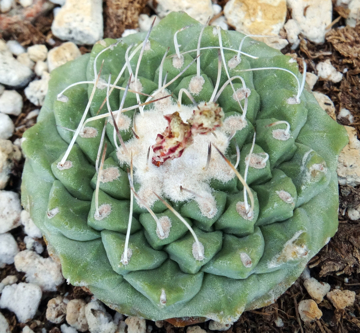 Strombocactus disciformis – Kyle's Plants