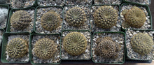 Load image into Gallery viewer, Sulcorebutia candiae &quot;Purple cactus w/ curly spines*
