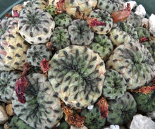 Load image into Gallery viewer, Sulcorebutia rauschii Green Form *larger*
