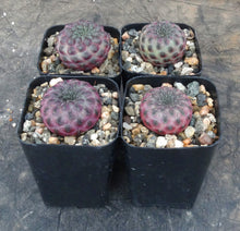Load image into Gallery viewer, Sulcorebutia rauschii *violet form*
