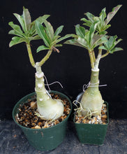 Load image into Gallery viewer, Adenium &#39;Sun Halo&#39; Grafted Hybrid *CLEARANCE SALE*
