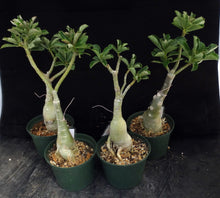 Load image into Gallery viewer, Adenium &#39;Super Mahalab&#39; Grafted hybrid *CLEARANCE SALE*
