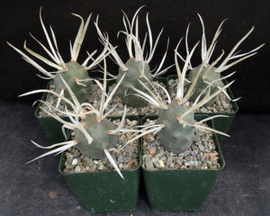 Tephrocactus articulatus v. papyracanthus