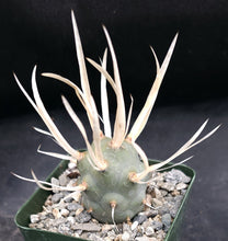 Load image into Gallery viewer, Tephrocactus articulatus v. papyracanthus
