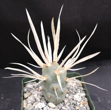 Load image into Gallery viewer, Tephrocactus articulatus v. papyracanthus
