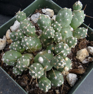 Cumulopuntia pentlandii (Tephrocactus) *Miniature Ball Shape Cactus*