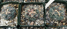 Load image into Gallery viewer, Thelocactus hexaedrophorus ssp. lloydii
