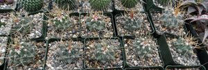 Thelocactus lophothele