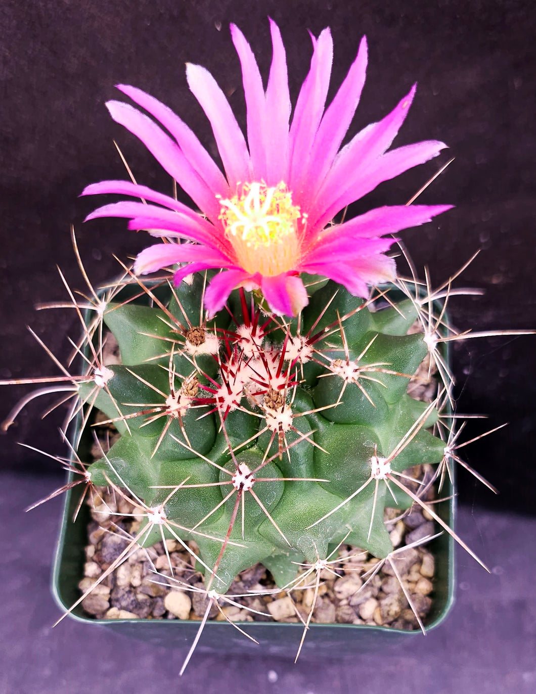 Thelocactus tulensis v. matudae