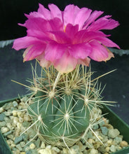 Load image into Gallery viewer, Thelocactus bicolor
