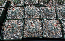 Load image into Gallery viewer, Thelocactus lophothele Blue form (Black spine)
