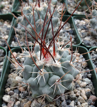 Load image into Gallery viewer, Thelocactus lophothele Blue form (Black spine)
