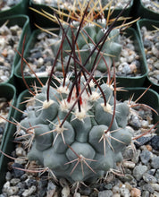 Load image into Gallery viewer, Thelocactus lophothele Blue form (Black spine)
