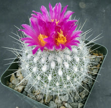 Load image into Gallery viewer, Thelocactus macdowellii
