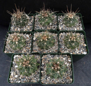 Thelocactus tulensis v. matudae