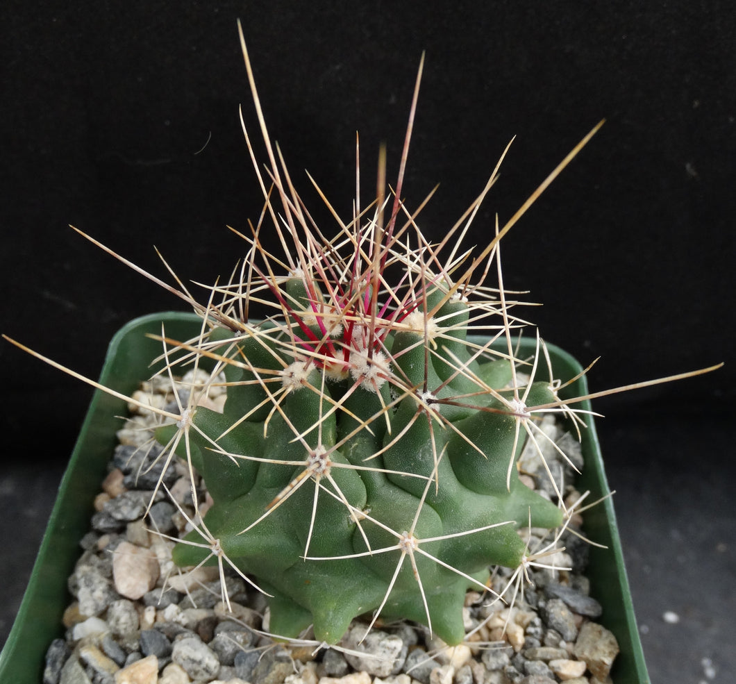 Thelocactus tulensis v. matudae