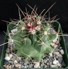 Load image into Gallery viewer, Thelocactus tulensis v. matudae
