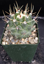 Load image into Gallery viewer, Thelocactus rinconensis
