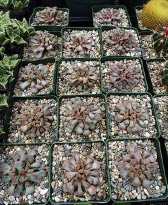 Titanopsis hugoschlecteri