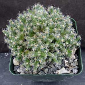 Trichodiadema densum *Shrubby caudiciform Mesemb*