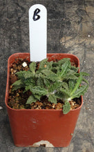 Load image into Gallery viewer, Euphorbia tulearensis *Seed grown plants*
