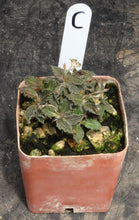 Load image into Gallery viewer, Euphorbia tulearensis *Seed grown plants*
