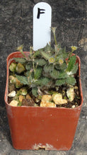 Load image into Gallery viewer, Euphorbia tulearensis *Seed grown plants*
