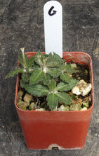 Load image into Gallery viewer, Euphorbia tulearensis *Seed grown plants*
