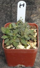 Load image into Gallery viewer, Euphorbia tulearensis *Seed grown plants*
