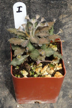 Load image into Gallery viewer, Euphorbia tulearensis *Seed grown plants*
